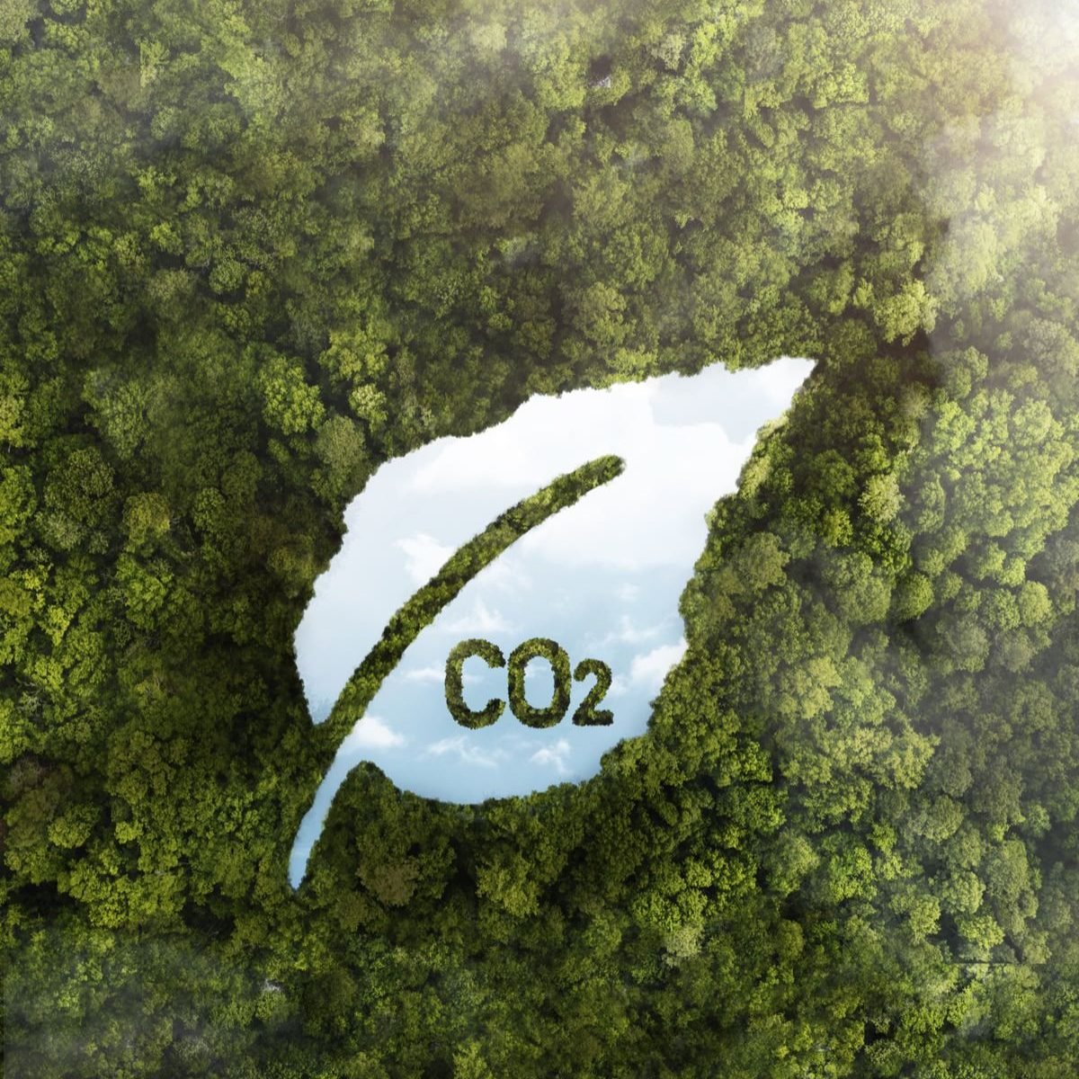 view-green-forest-trees-with-co2